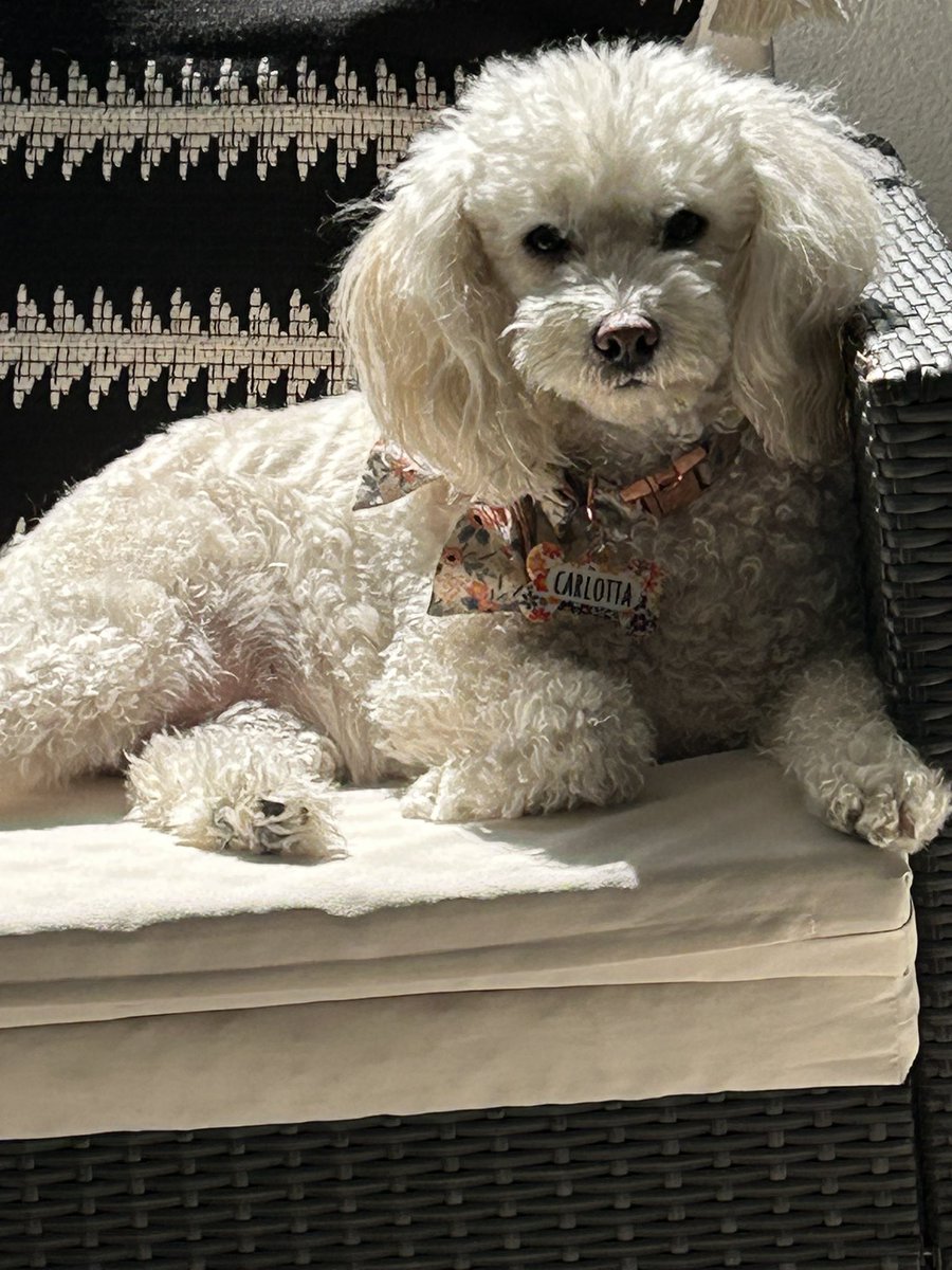 La EX Serena Williams tweet media