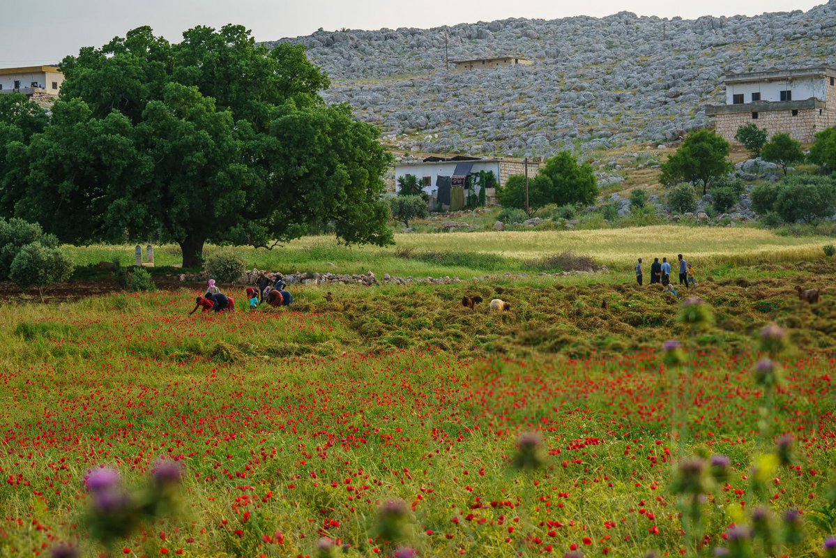 Fared Al Mahlool | فريد المحلول tweet media