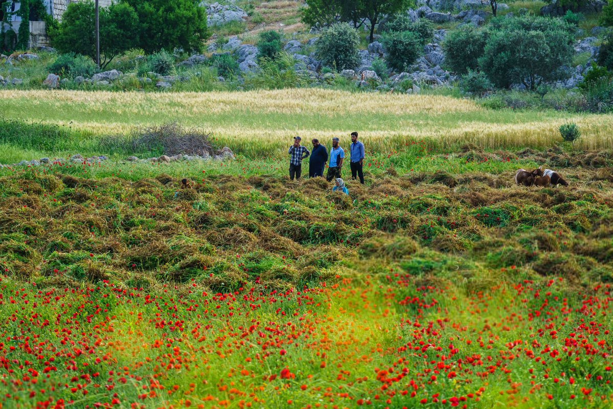 Fared Al Mahlool | فريد المحلول tweet media