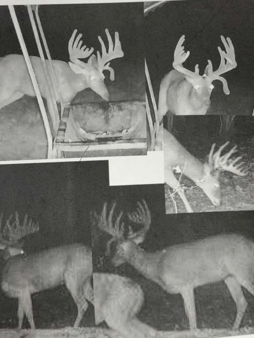 Buckmasters Nation tweet media