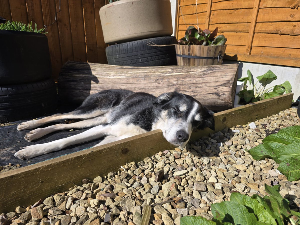 hapsy Fursday everyone 🎉 🐾 

just helping in the garden this afternoon. 👌🐾