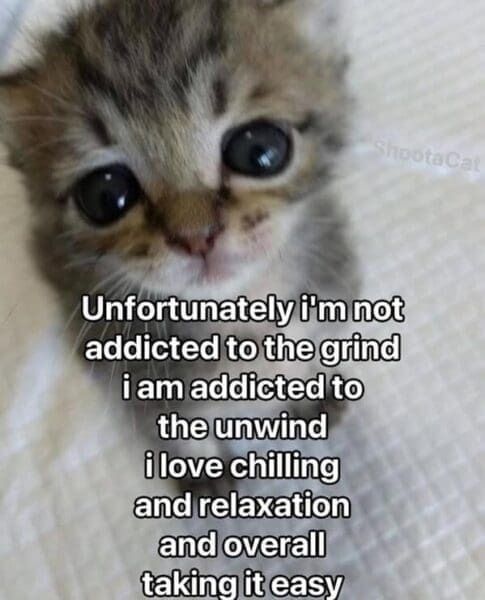 Tweets Of Cats (@tweetsofcats) on Twitter photo 