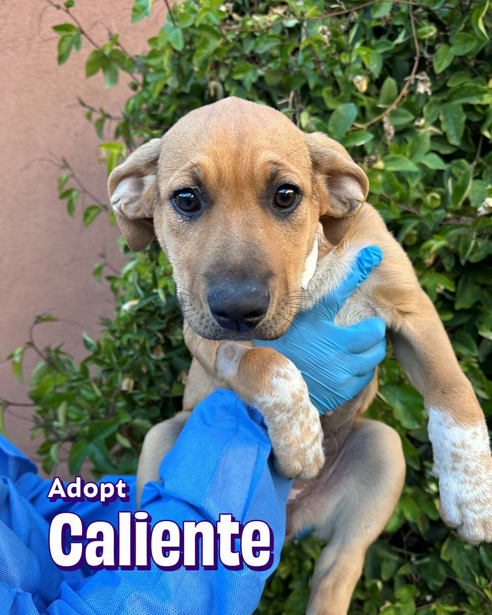 Joybound People & Pets tweet media