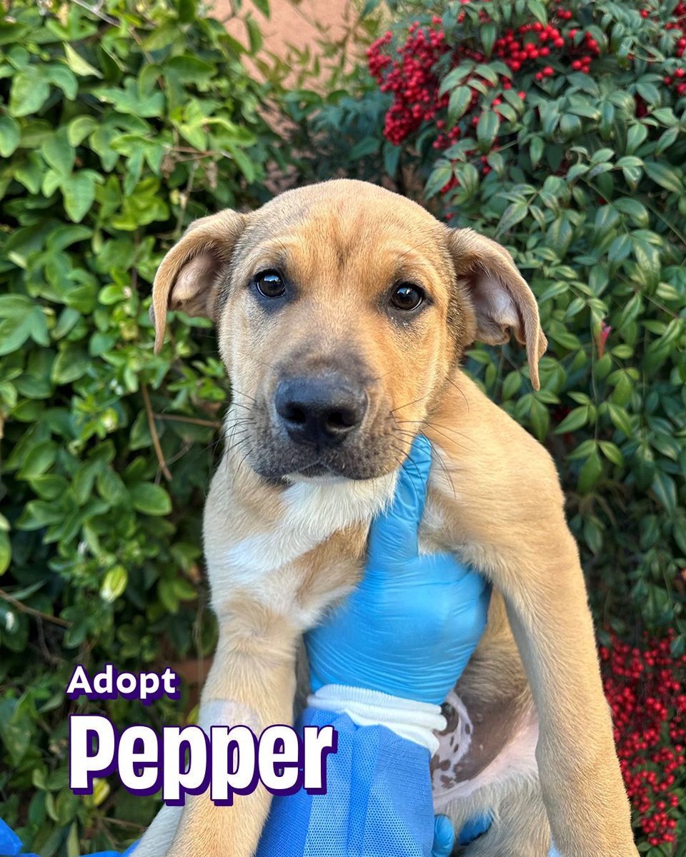 Joybound People & Pets tweet media