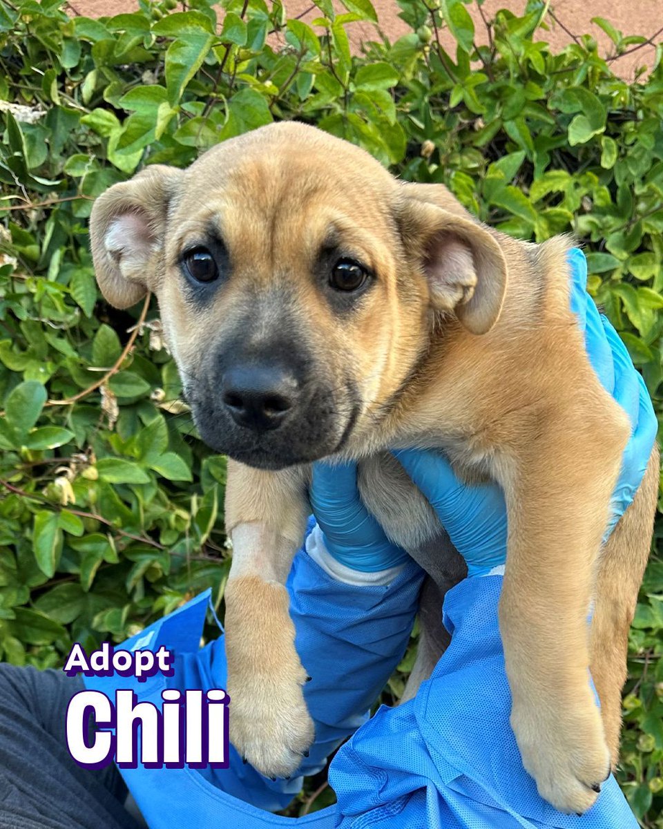 Joybound People & Pets tweet media