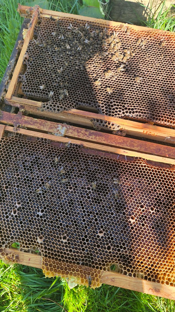 Chris Manton tweet media