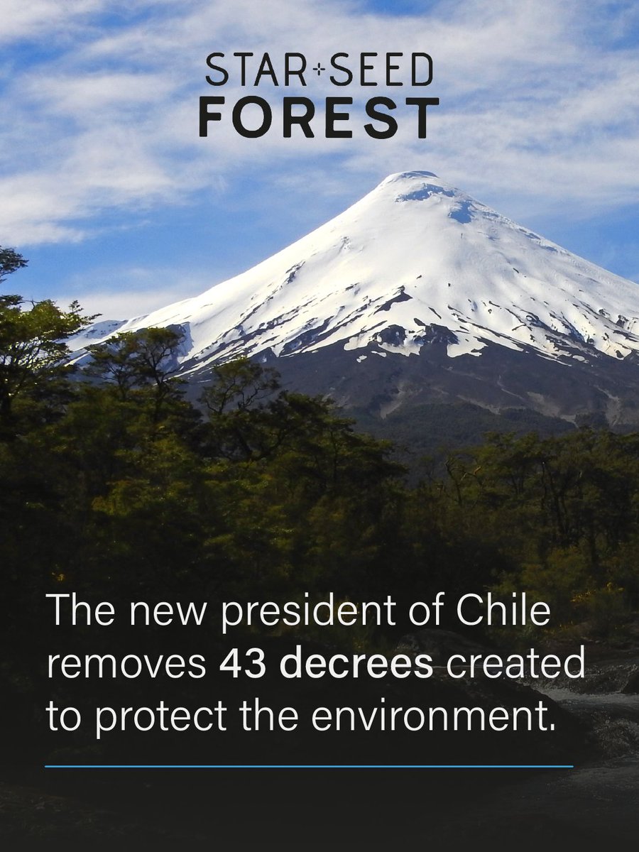 Starseed Forest 💫 tweet media