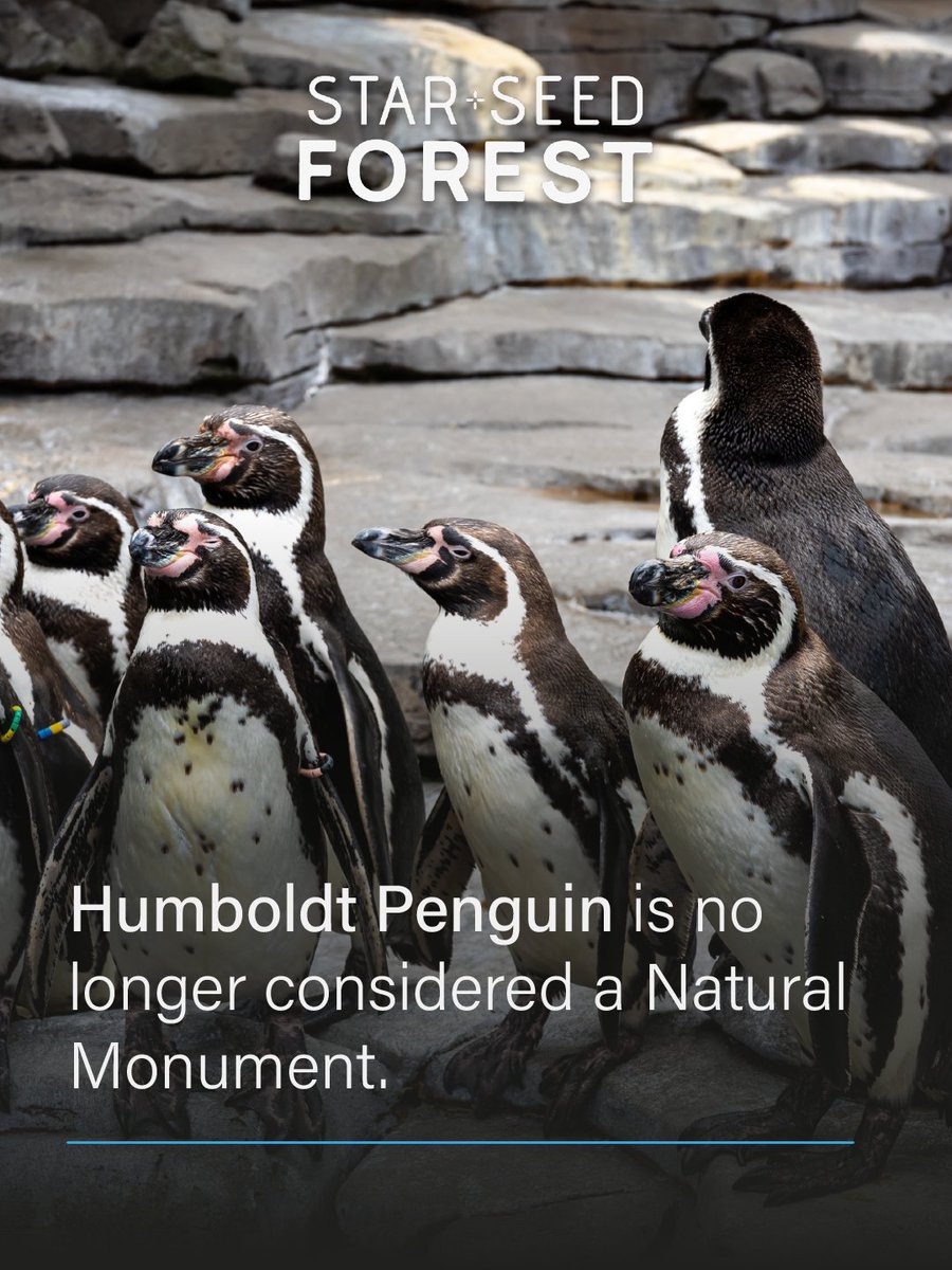 Starseed Forest 💫 tweet media