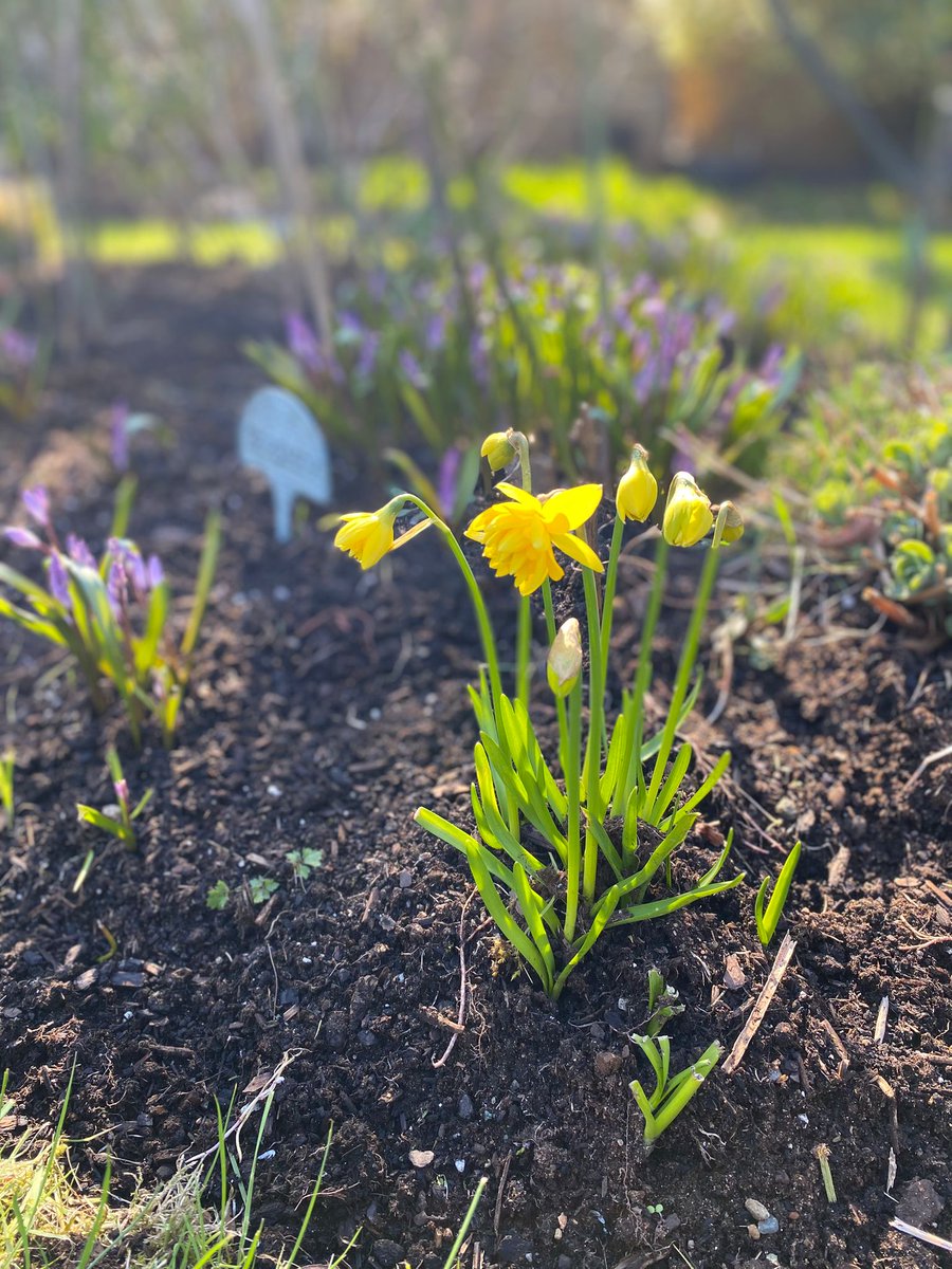 maryanne_pope's tweet image. ☀️ Spring called… my daffodils answered! Little bursts of sunshine are sprouting in the garden. 🌼 #HelloSpring #GardenJoy #FromMyGarden