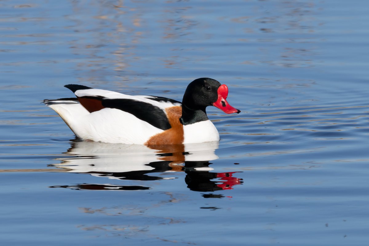 delfingofe's tweet photo. Tarro Blanco, Tadorna tadorna, Common shelduck
Albufera de Valencia,
https://t.co/TTZPSQVqLa
https://t.co/xTSEVWrzag
#tarroblanco
#tadornatadorna
#commonshelduck
#spainbirds
#anatidas
#tarros
#pajaros
#fotografiadenatureza
#canonr5mkii
#canonrf200800mm
#birding
#birds https://t.co/Fd8q7exKp4