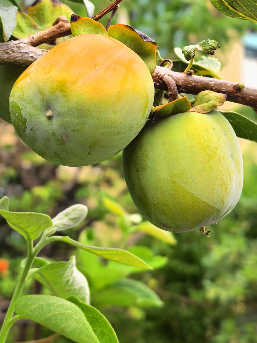 Иулия Захватова tweet media