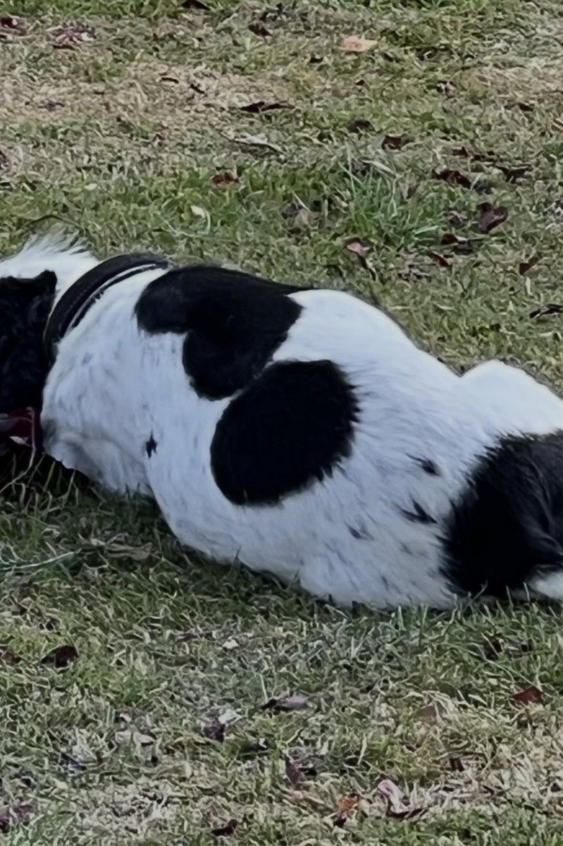 spaniel alert tweet media