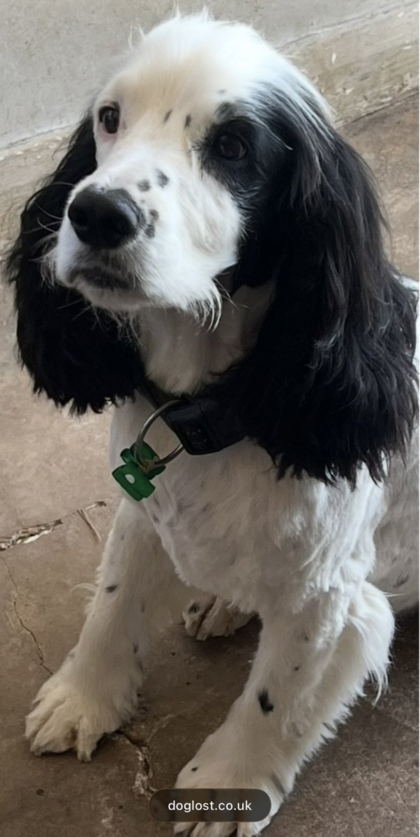 spaniel alert tweet media