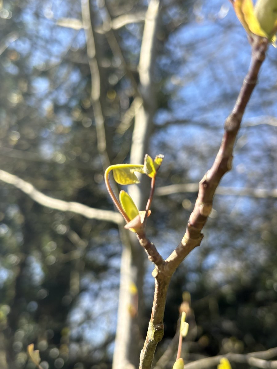 alison levey 🐝🌱🌺 tweet media