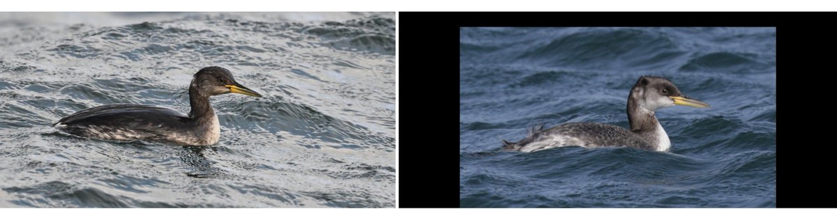 Bri Thompson tweet media