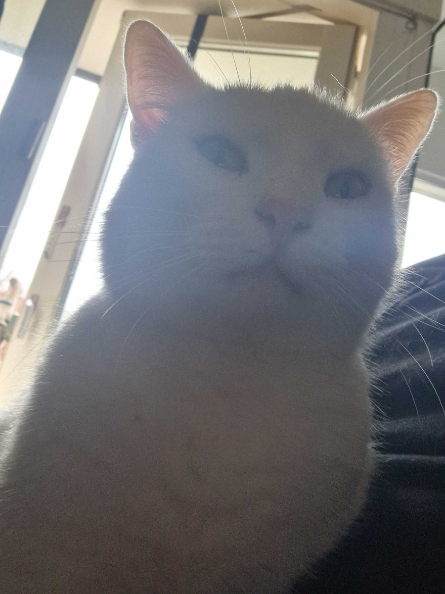 chronuus's tweet photo. Neighbourhood cat that we call white kitty visits fiancé on a regular basis and she's so ugly. I love her https://t.co/u6YqHzzlXY