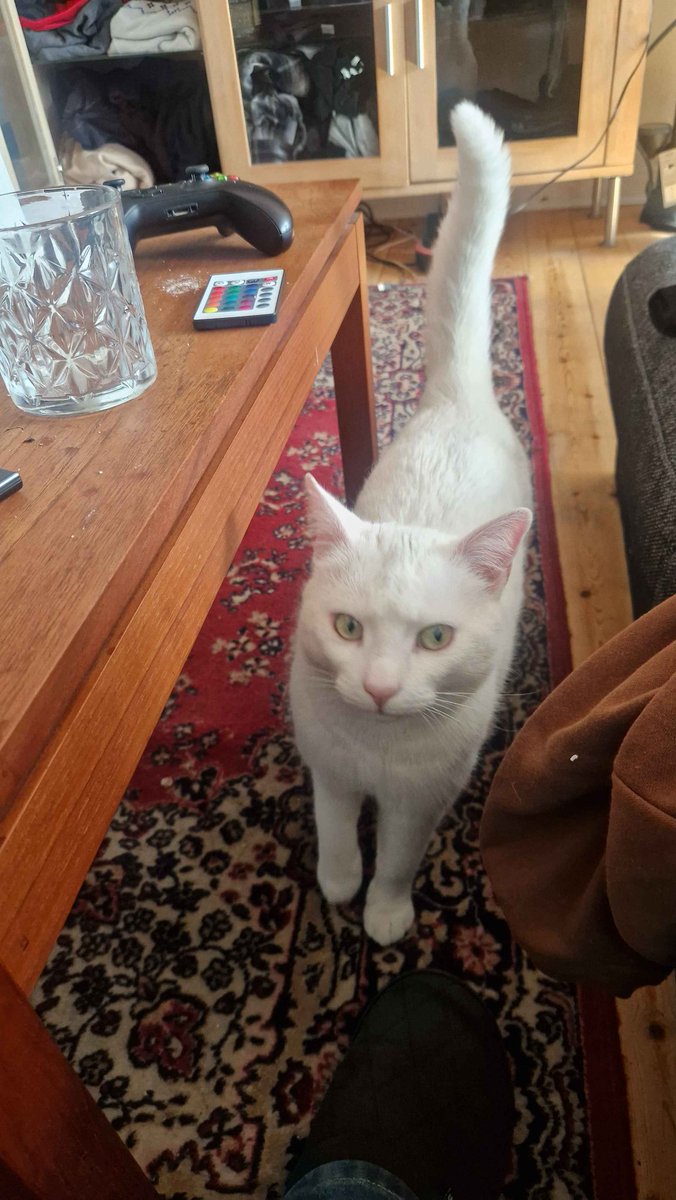 chronuus's tweet photo. Neighbourhood cat that we call white kitty visits fiancé on a regular basis and she's so ugly. I love her https://t.co/u6YqHzzlXY