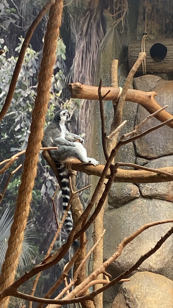 vavszoca's tweet photo. eh assim q moga mds mto sigma esse bichinho pqp aura https://t.co/BCtW64Az3i