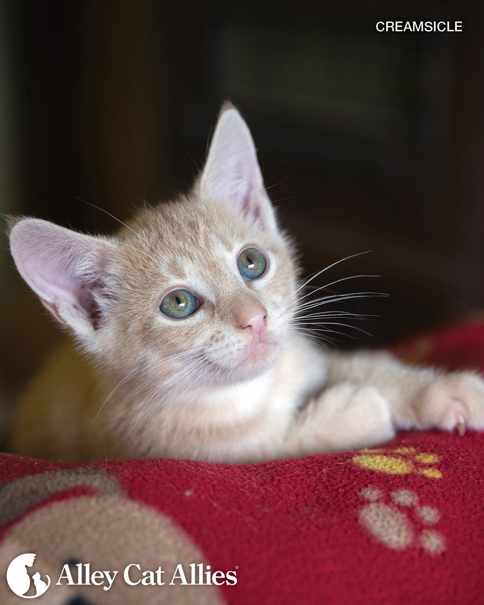 Kitten Fact! 🐈 Kittens' eye color starts to transition from the blue ...
