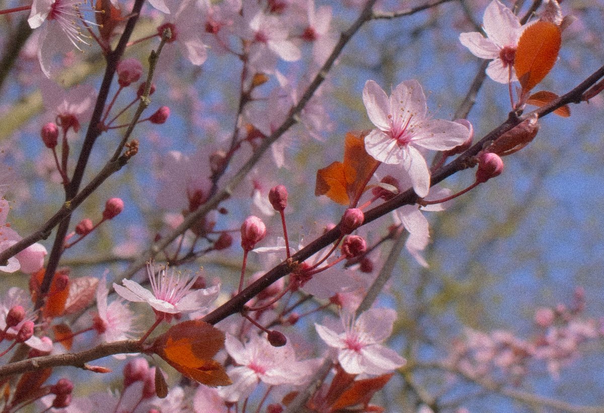 Ninny 🌻 Pony Vtuber tweet media