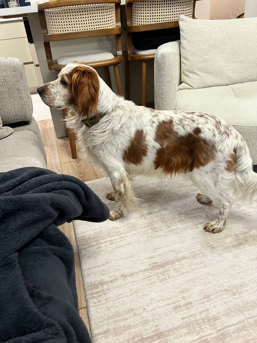 SerdarDurat's tweet photo. Bu dünya güzeli Setter cinsi Köpek terk edilmiş ve şu anda hayvansever bir dostumuz geçici yuva olarak
evini açtı. 6 yaş civarında. Gayet sağlıklı bir Erkek, kısır değil. Tuvalet eğitimi var. İnanılmaz sevecen, kedi, bebek ve insan canlısı. Komut dinliyor. İstanbul Anadolu yakası öncelikli olmak üzere ömürlük yuvasını arıyoruz. Bu çocuğun kaderini değiştirmek isteyenlerin lütfen Miray Hanımla irtibat kurmalarını rica ediyorum. Sevgi ve saygılarımla

Miray Temam URLUDAĞ
Tel : 0533 231 81 42