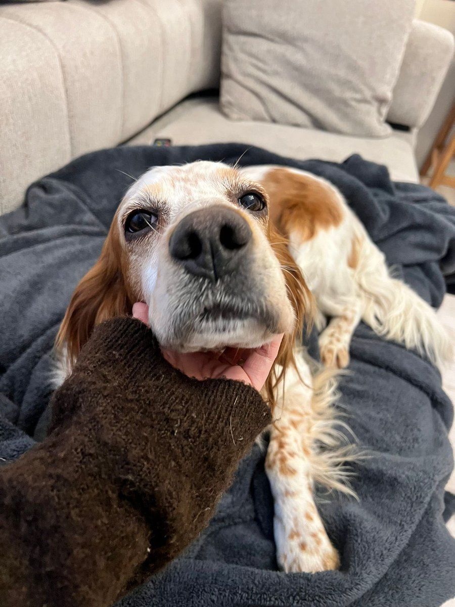 SerdarDurat's tweet photo. Bu dünya güzeli Setter cinsi Köpek terk edilmiş ve şu anda hayvansever bir dostumuz geçici yuva olarak
evini açtı. 6 yaş civarında. Gayet sağlıklı bir Erkek, kısır değil. Tuvalet eğitimi var. İnanılmaz sevecen, kedi, bebek ve insan canlısı. Komut dinliyor. İstanbul Anadolu yakası öncelikli olmak üzere ömürlük yuvasını arıyoruz. Bu çocuğun kaderini değiştirmek isteyenlerin lütfen Miray Hanımla irtibat kurmalarını rica ediyorum. Sevgi ve saygılarımla

Miray Temam URLUDAĞ
Tel : 0533 231 81 42