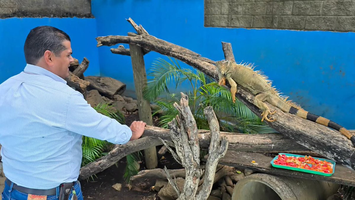 Rescatan una iguana adulta 🦎 sacada de su hábitat en Matagalpa y vendida en calles de Masaya. 

Ya está en el Parque Zoológico Nacional para su bienestar 🌿.

 Iguanas y garrobos están en veda: proteger la fauna silvestre es defender nuestros ecosistemas.