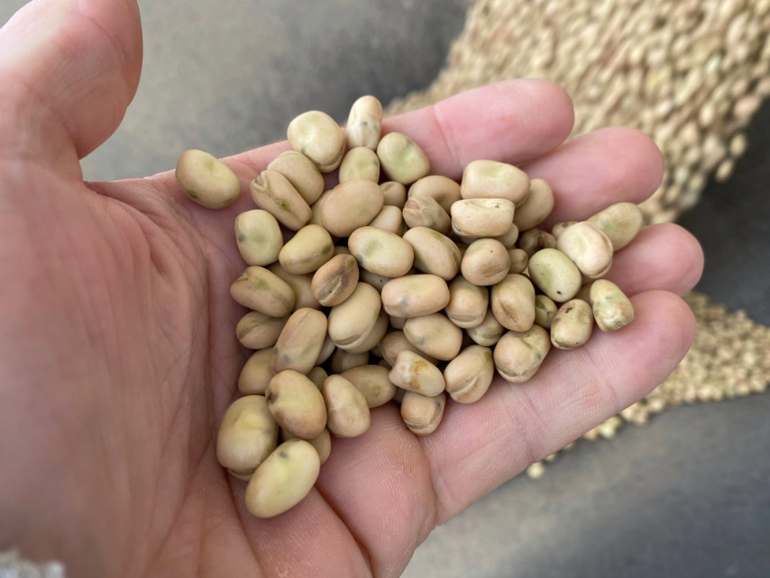 SeedNet Inc. tweet media