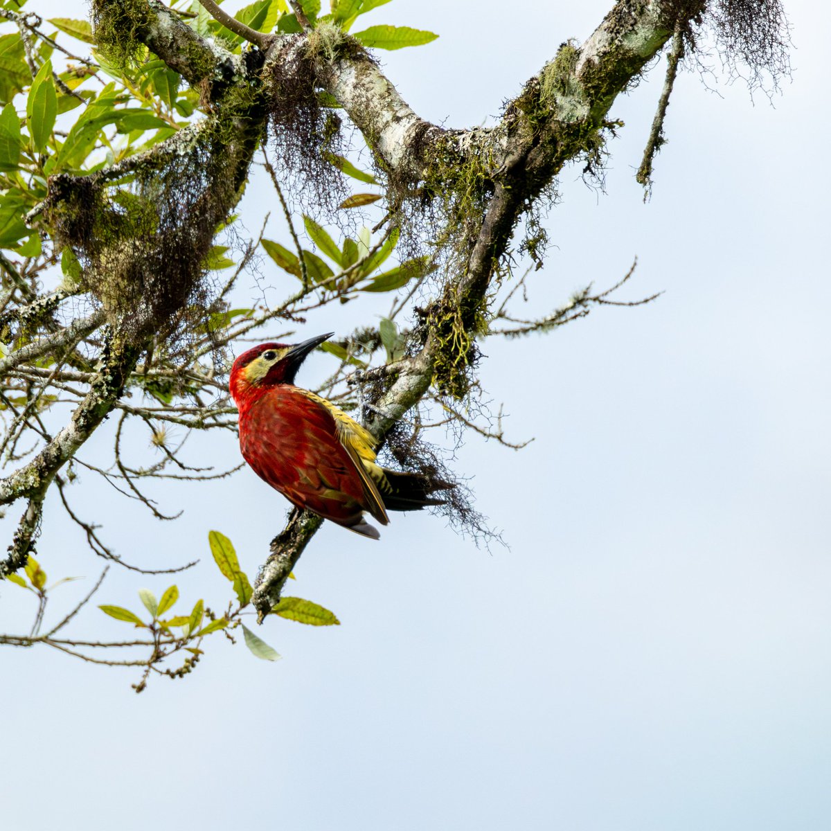 Luz Sthella Cardona M tweet media