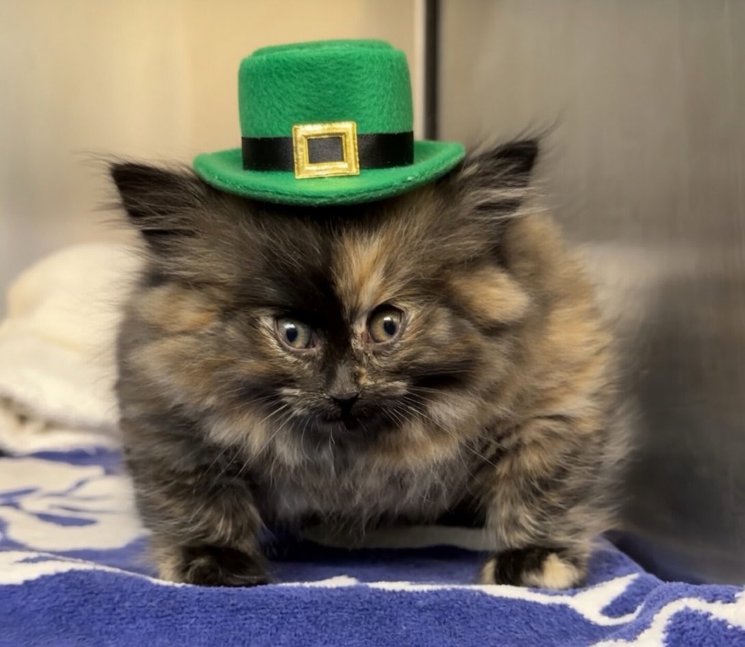 Puff Kitty tweet media