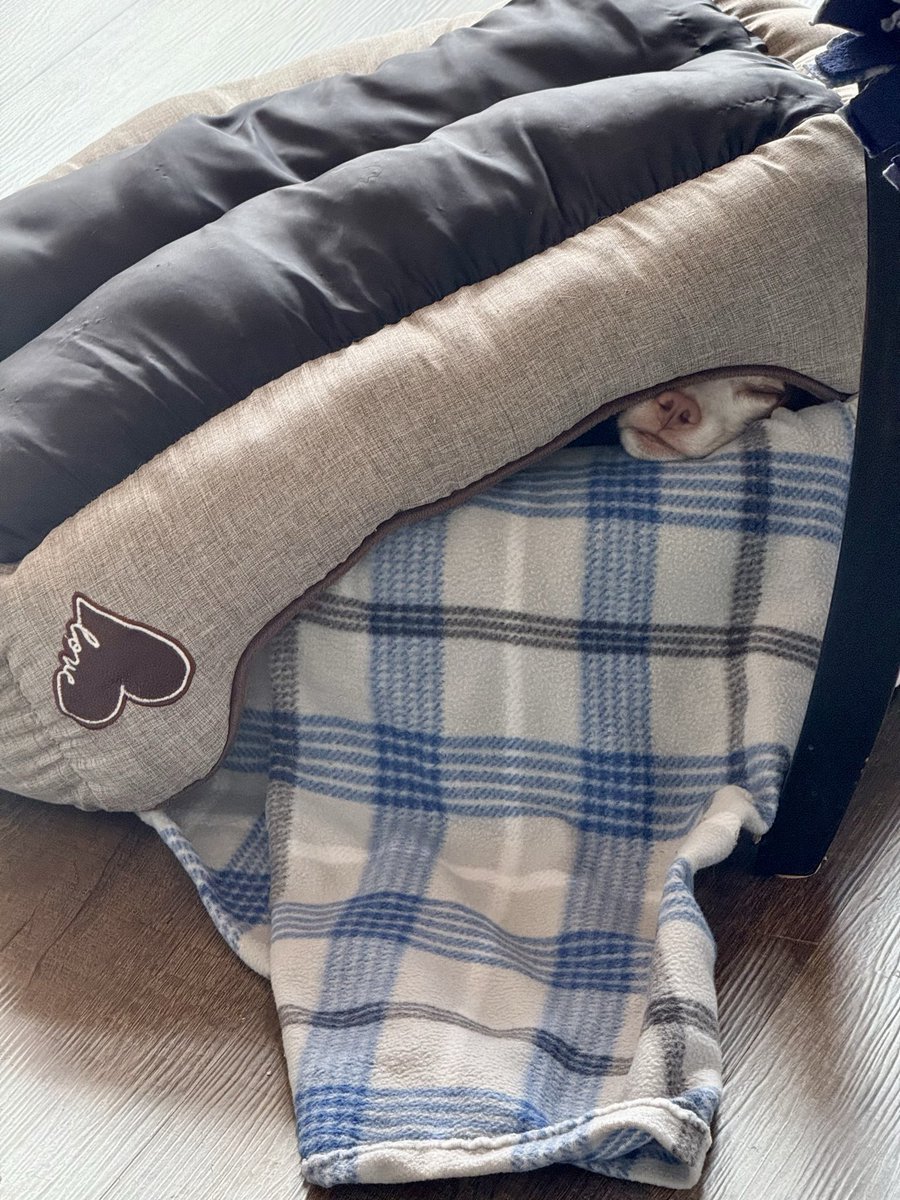 LemonBeagleBeau tweet media