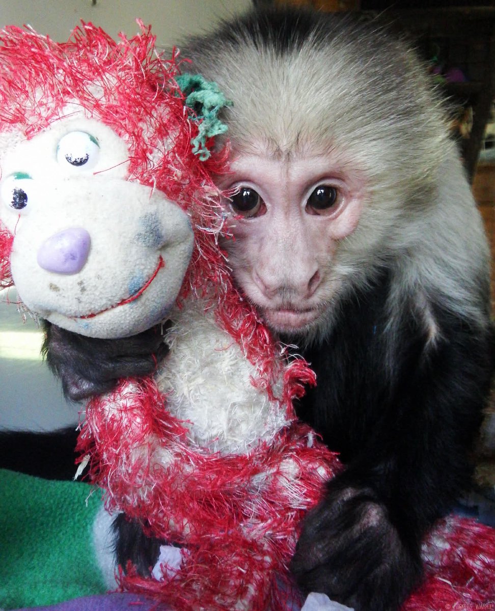 Pockets Warhol tweet media