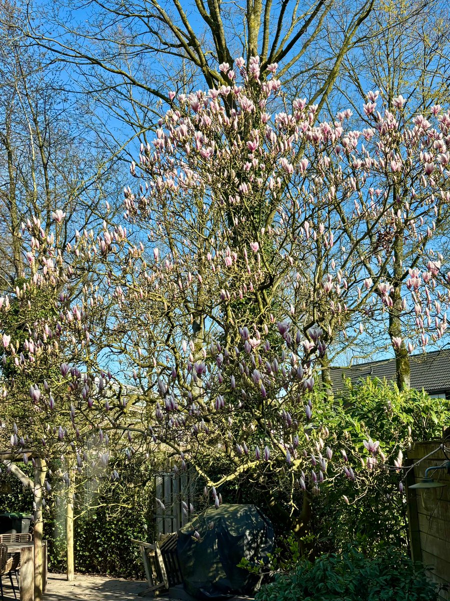 Bart1608's tweet photo. #magnoliaupdate Zijn al een paar knoppen open, ik herhaal, er zijn al een paar koppen open. Genieten! https://t.co/9XuMJOb92U