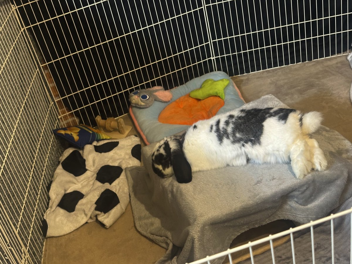 うさぎのバズ🐰I am Buzz tweet media