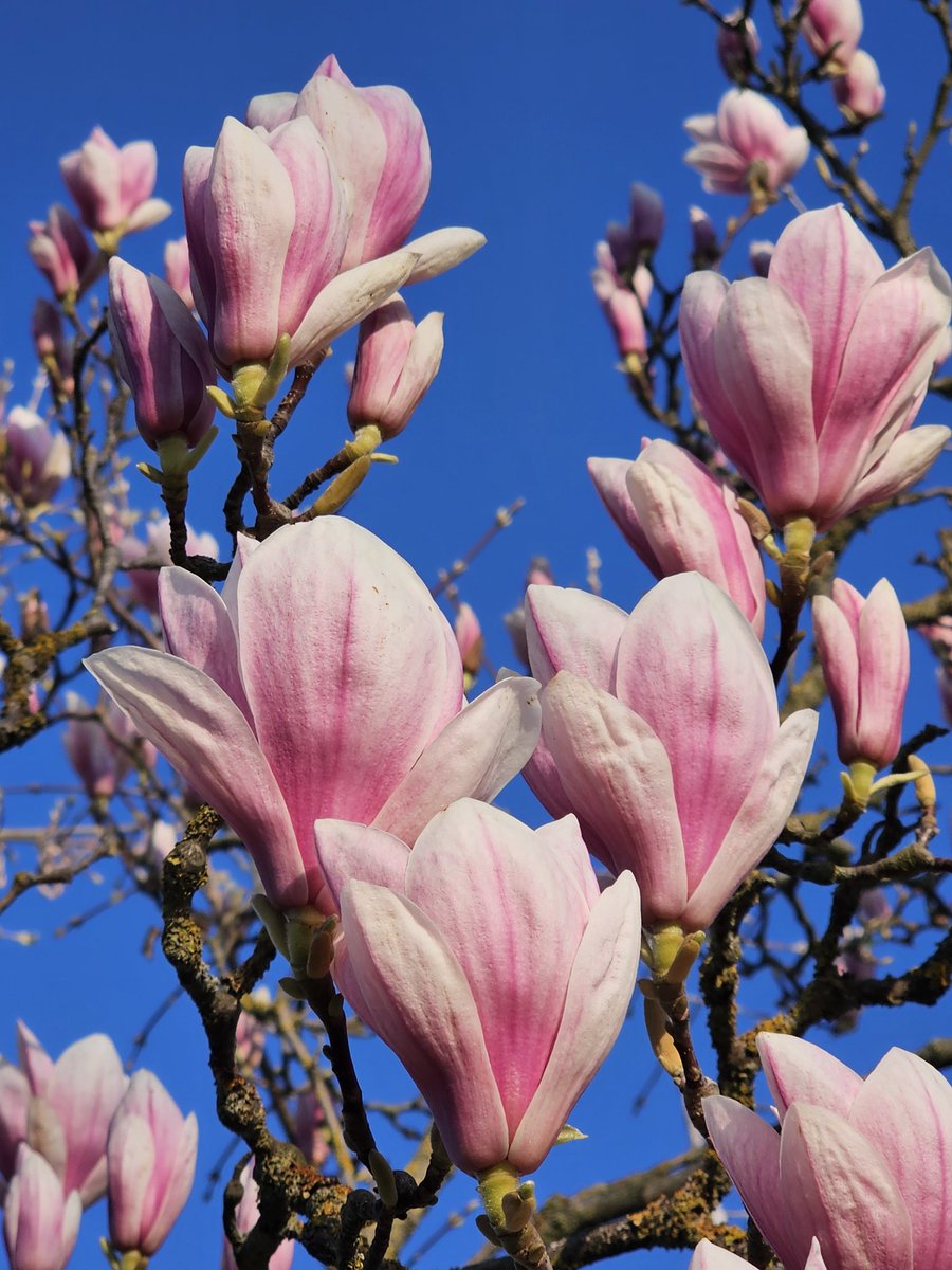 First magnolia I see this year 🩷