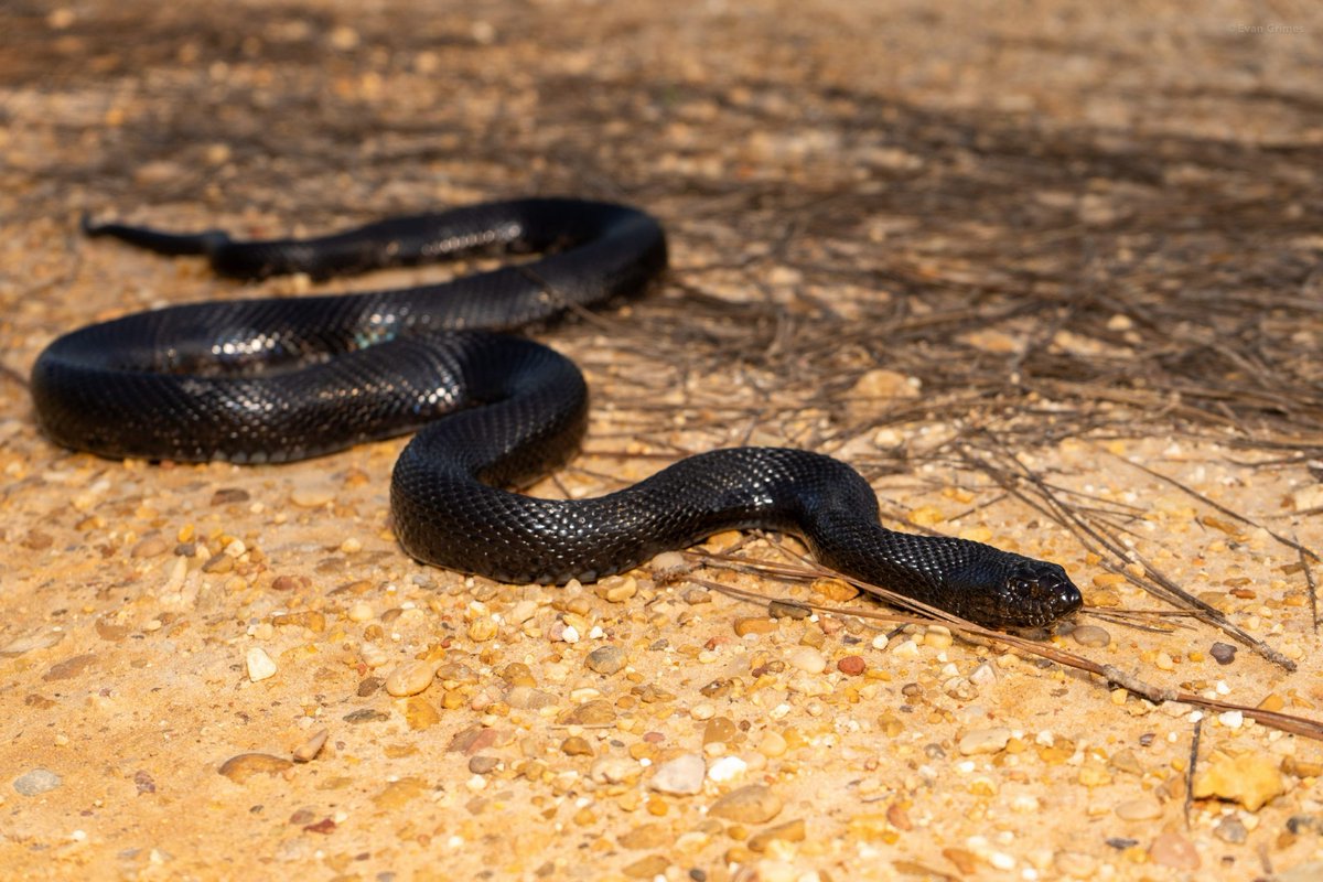 Snakes Daily 🐍 tweet media