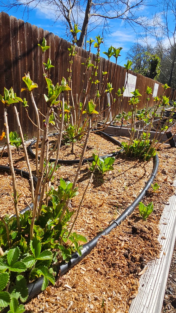 dripworksusa's tweet image. From bare soil to thriving beds 🌱💧
Drip irrigation makes it easier to grow more with less—less water, less stress, better results. Learn more, Grow more with Dripworks.com

#DripIrrigation #GardenGoals #GrowSmart #Gardening #Irrigation