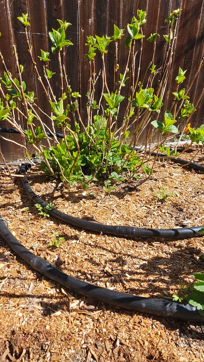 dripworksusa's tweet image. From bare soil to thriving beds 🌱💧
Drip irrigation makes it easier to grow more with less—less water, less stress, better results. Learn more, Grow more with Dripworks.com

#DripIrrigation #GardenGoals #GrowSmart #Gardening #Irrigation