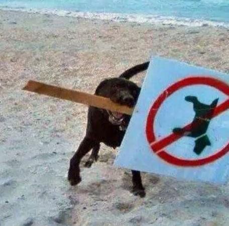 ShadowDogDesign's tweet image. The Revolution Has Begun!

#Dogs #Dog #FunnyDogs #BestFriend #GoodDog #FaithfulFriend #LoveDogs #DogsAreLove