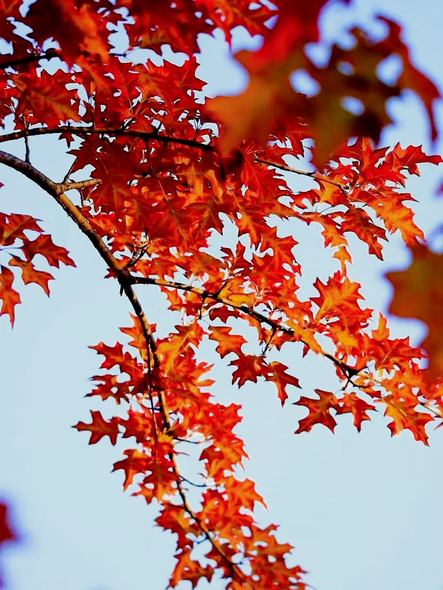 TooDope! tweet media