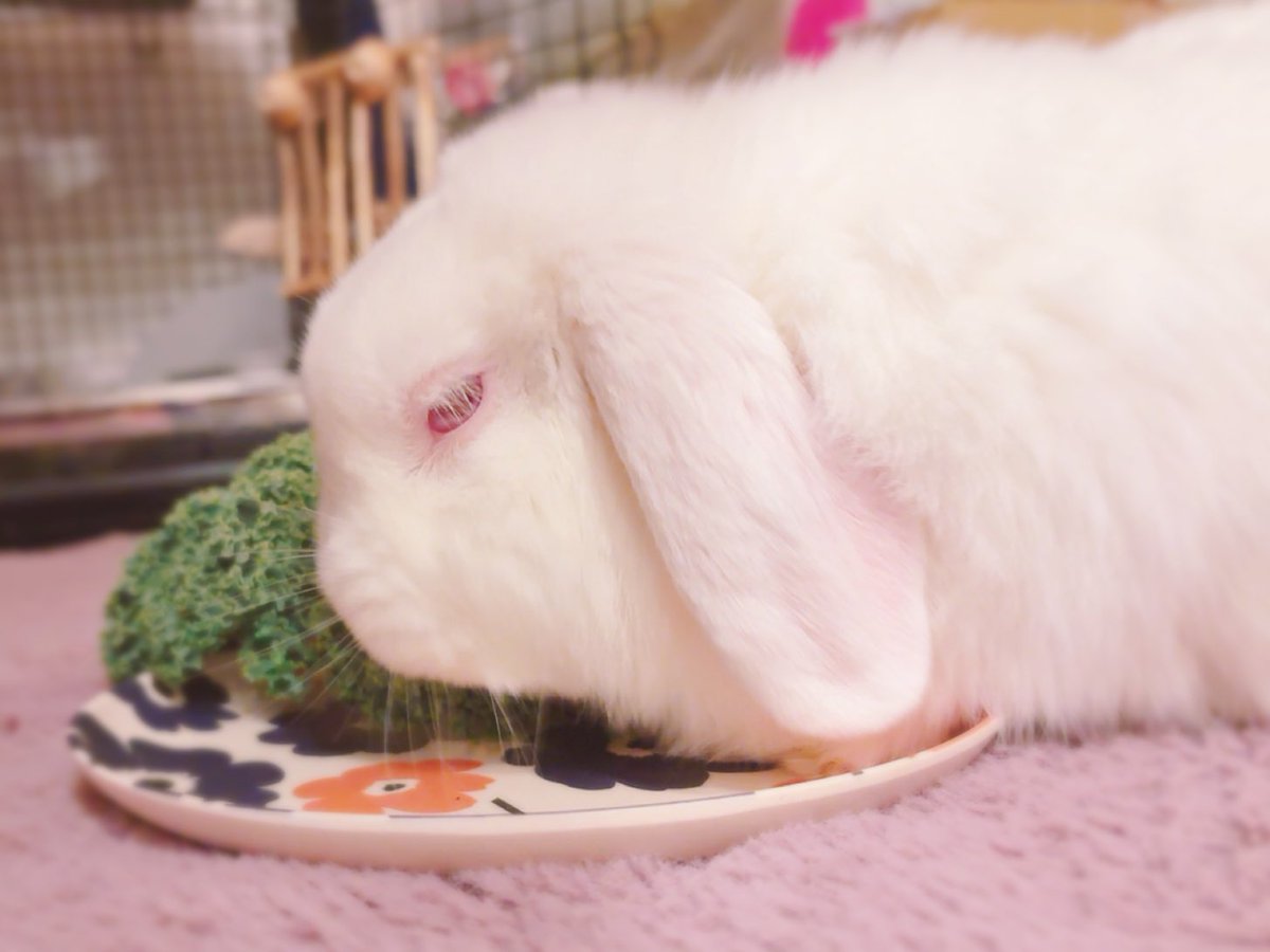 ECLAIR BUNNY🐰エクレア（うさぎ作家） tweet media