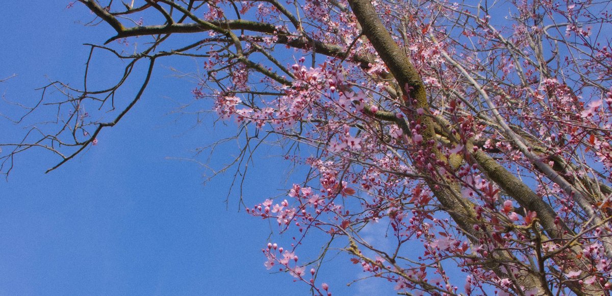 Ninny 🌻 Pony Vtuber tweet media