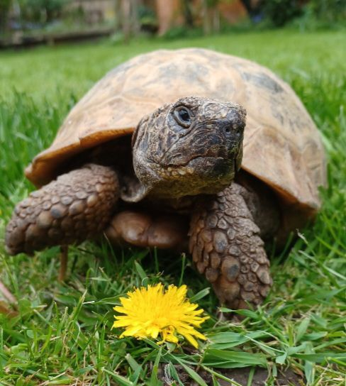 AlbertTortoise's tweet photo. More like it. This is #ALBERTthetortoise reporting it might have reached 20C. #Sunny. Bright. Big patrol. Good feed. (No comment on image). Supervised HIM on #garden chores and first phase of new #books #photshoot. Hope the week continues well #TakeCare https://t.co/ifzLh57BAd https://t.co/AHQVziExQK
