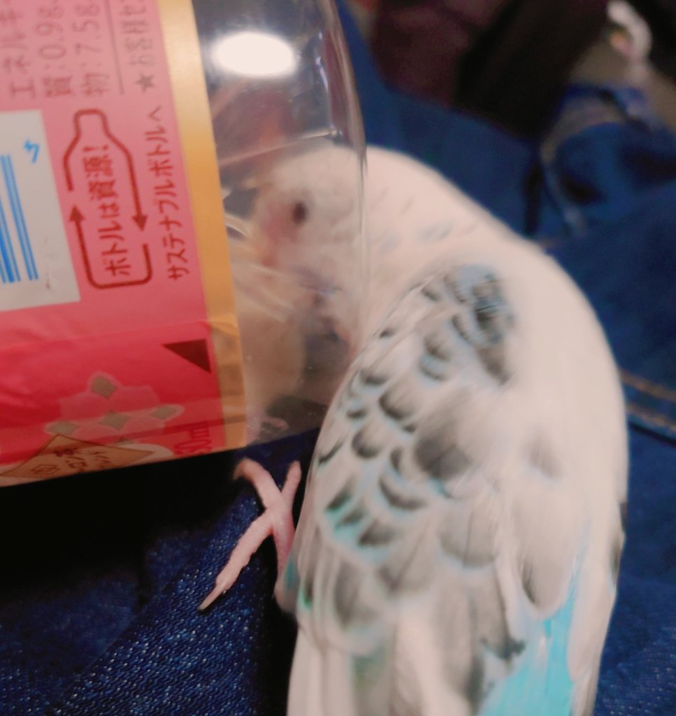 最近ペットボトルの底の凹みに興味があって、特に飲み物入ってると夢中😊