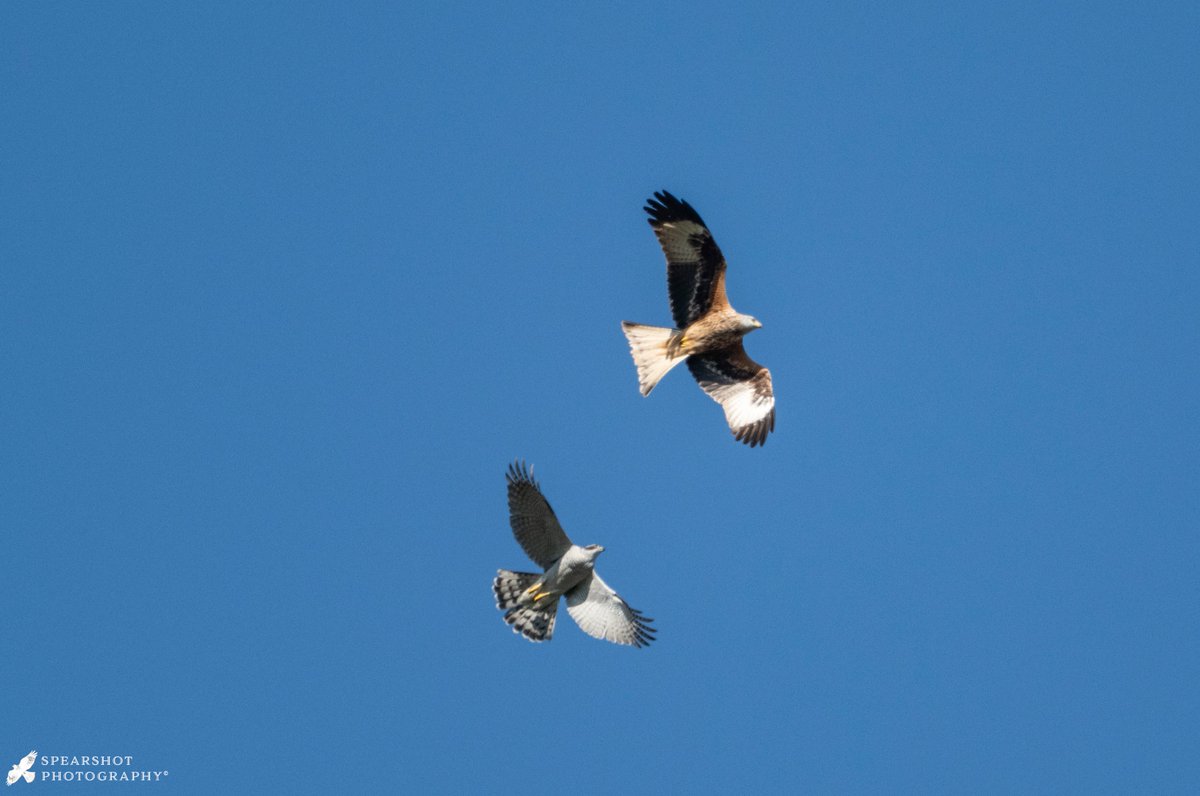 David Winspear tweet media