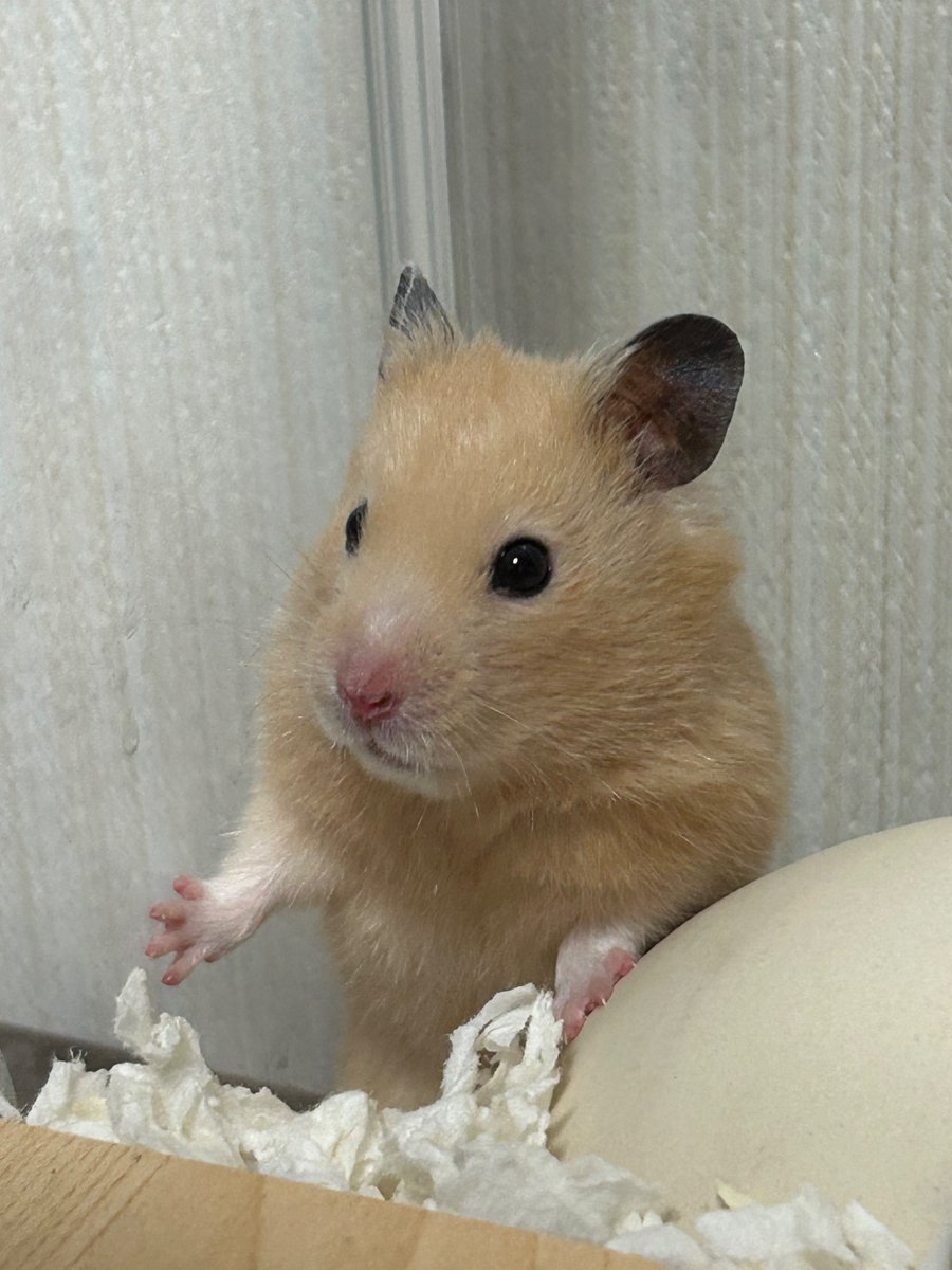 ニンゲン tweet media