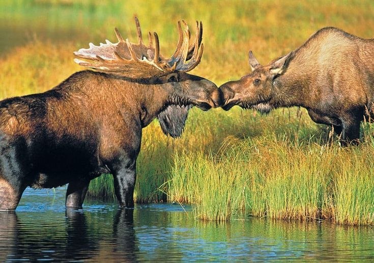 Deerposts tweet media