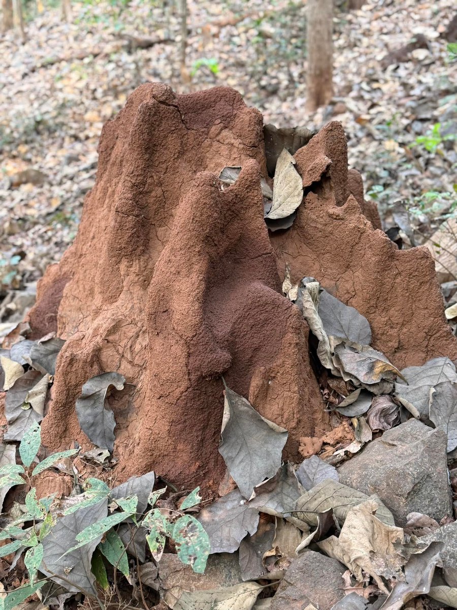 मालवणी माणूस ❤️😎 tweet media