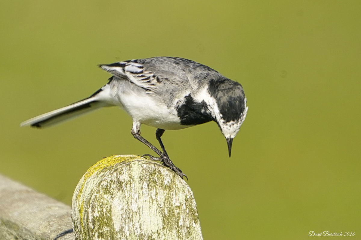 David Borderick tweet media