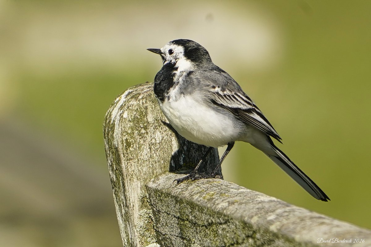 David Borderick tweet media